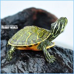 ��ǰ�̹���