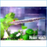 ��ǰ�̹���